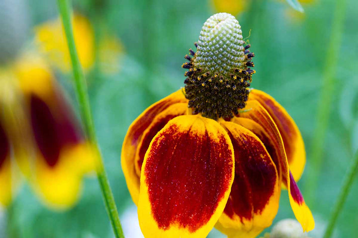 Flower Seeds, Seeds,Seeds For Planting,Plant Seeds
