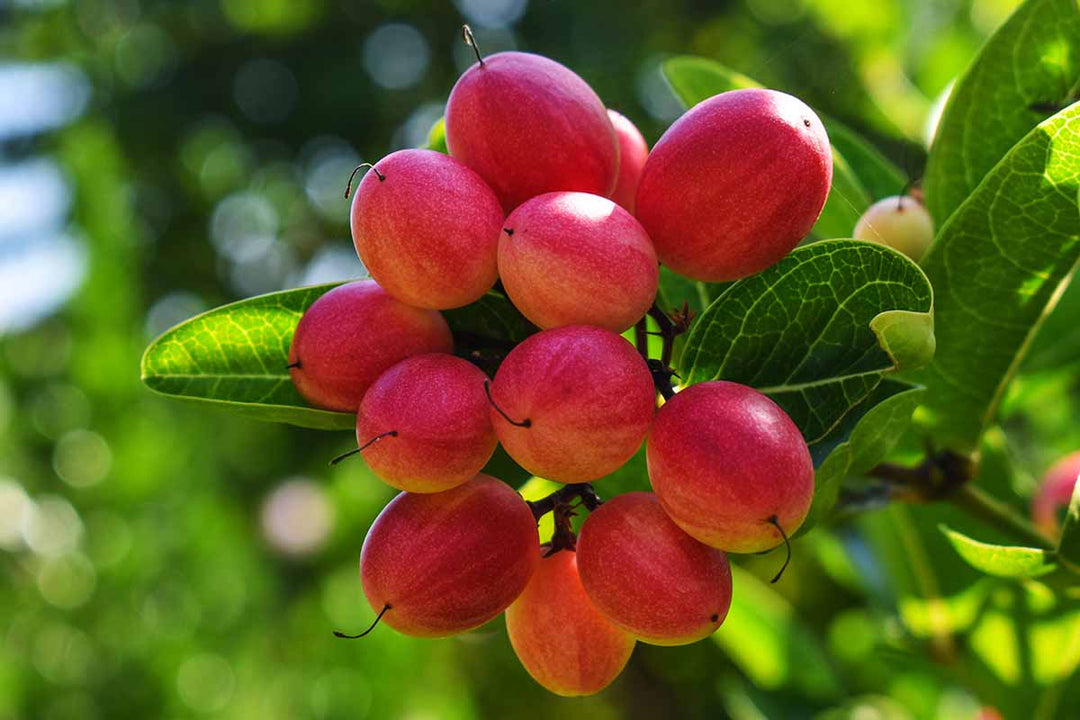 Dulcificum fruit seeds for planting – Heirloom & Non-GMO Garden seeds