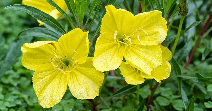 Yellow Primrose Flower Seeds for Planting – Heirloom, Non-GMO, Shade Tolerant, High Germination