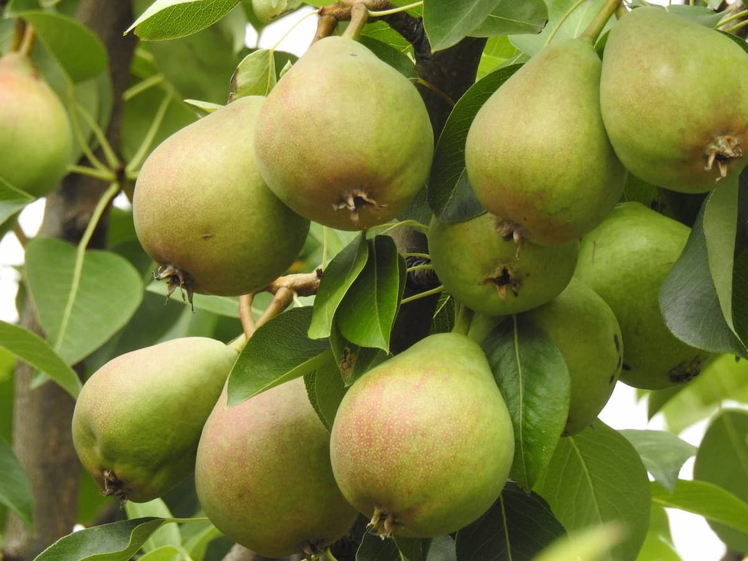 Golden Russet Pear Fruit Seeds for Planting – Heirloom, Non-GMO Unique Sweet Hybrid Garden Seeds