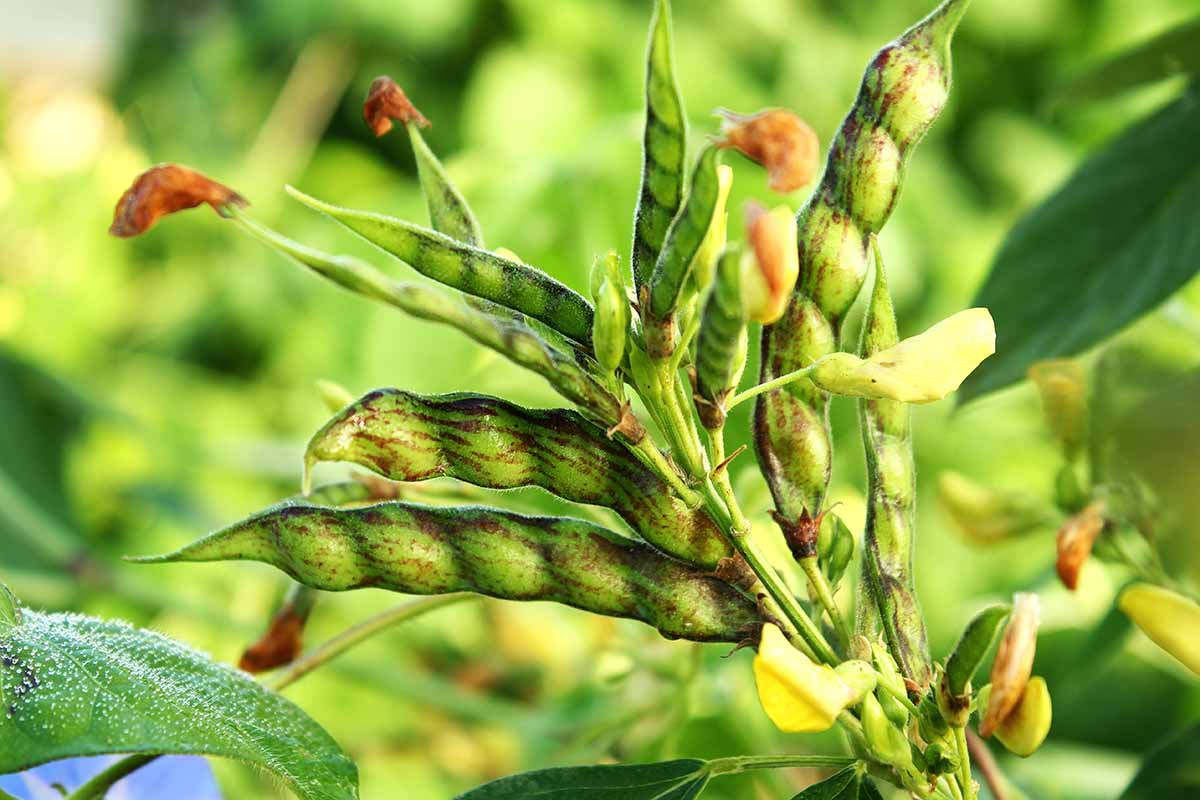Gungo Pea Seeds for Planting – Heirloom & Non-GMO Drought-Tolerant and Protein-Packed Legume