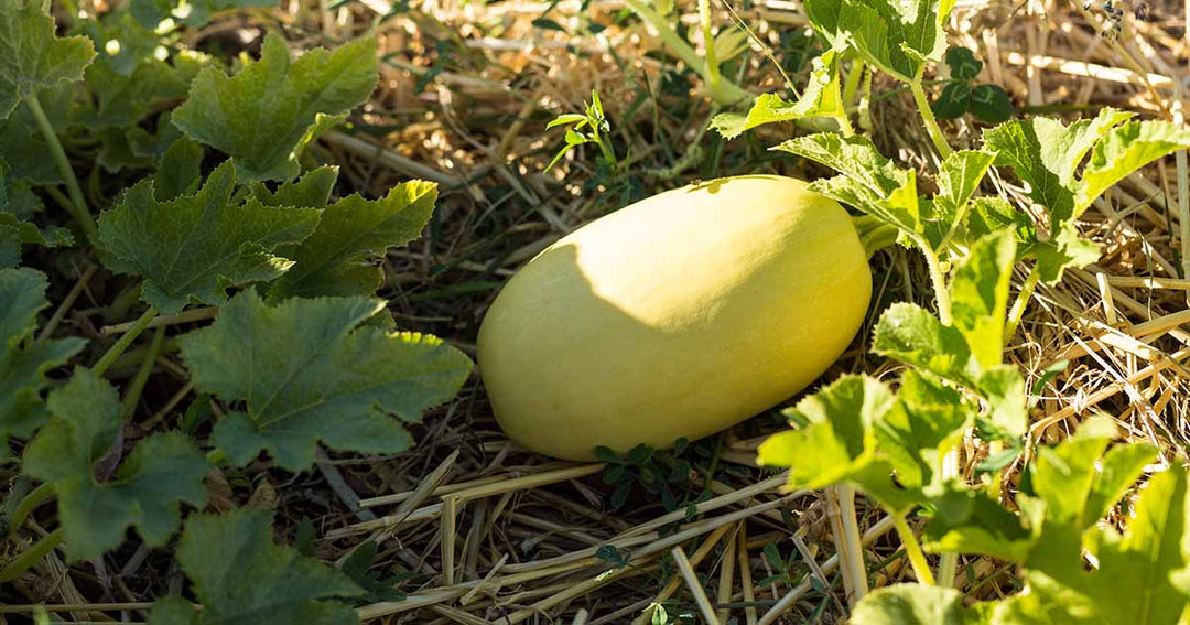 Spaghetti Squash Seeds – Heirloom Non-GMO Stringy Flesh Winter Vegetable Seeds for Planting