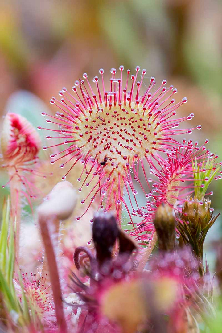 Light Pink Sundew Seeds for Planting – Heirloom, Non-GMO, Hardy Variety, High Germination