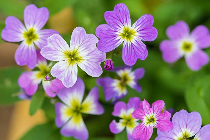 Malcolmia maritima (Virginia Stock) Flower Seeds for Planting – Heirloom, Non-GMO Fragrant Blooms for Cool-Season Gardens