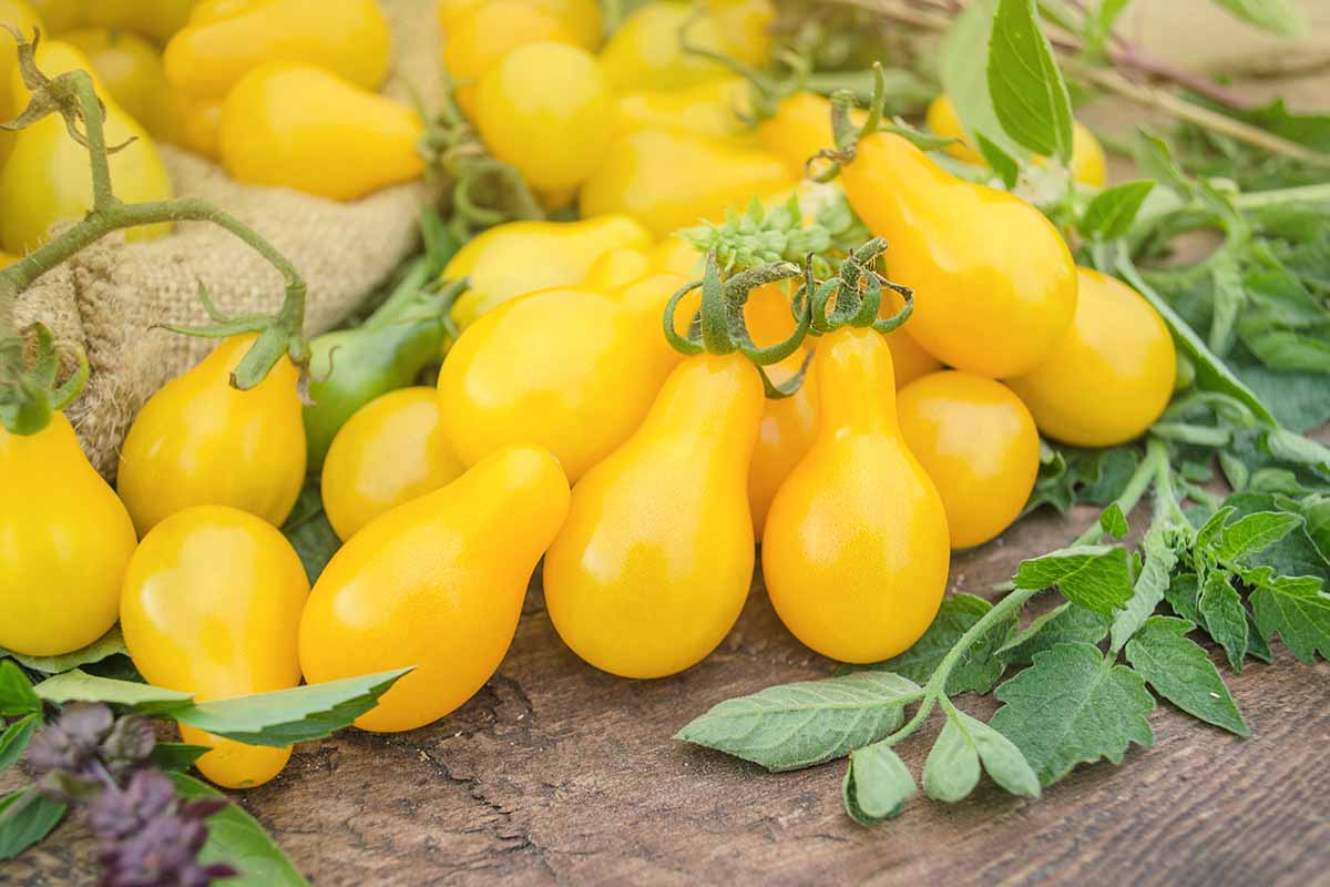 Yellow Pear Tomato flower seeds for planting - Heirloom & Non-GMO Garden Seeds