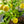 Yellow Lemon Seeds for Planting – Heirloom & Non-GMO Citrus Seeds, Organic Garden Seeds, High Germination, Homegrown Lemons
