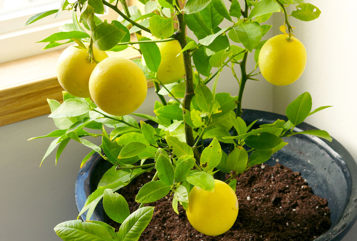 Yellow Lemon Seeds for Planting – Heirloom & Non-GMO Citrus Seeds, Organic Garden Seeds, High Germination, Homegrown Lemons