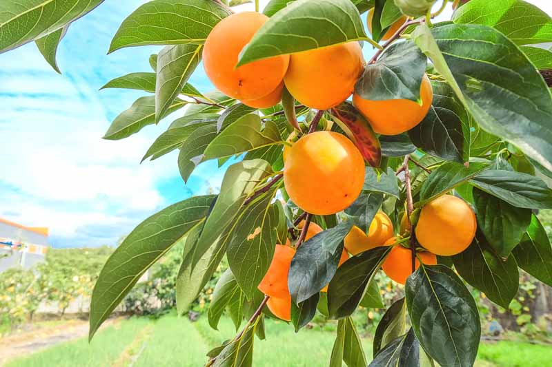 Orange Diospyros Vegetable Seeds for Planting – Heirloom & Non-GMO Garden Seeds