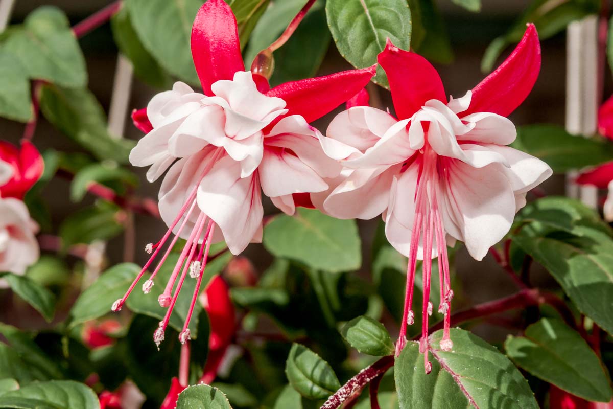 Double Petals Fuchsia Seeds for Planting White – Heirloom, Non-GMO, High Germination Organic Garden Seeds