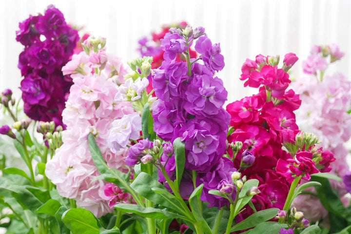Matthiola Incana Multi-Colour Flower Seeds for Planting – Heirloom Non-GMO, High Germination Organic Garden Seeds