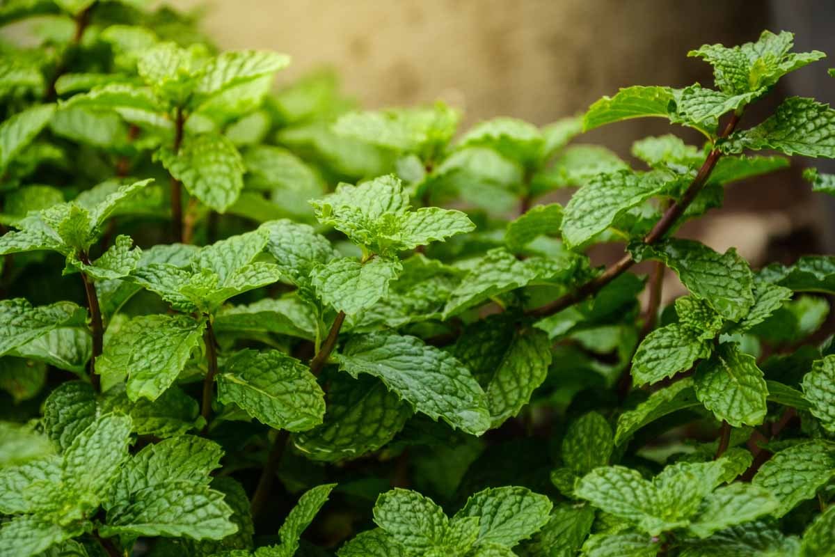 Mentha Piperita Seeds for Planting – Heirloom Non-GMO Aromatic Mint Herb Seeds with High Germination for Organic Garden