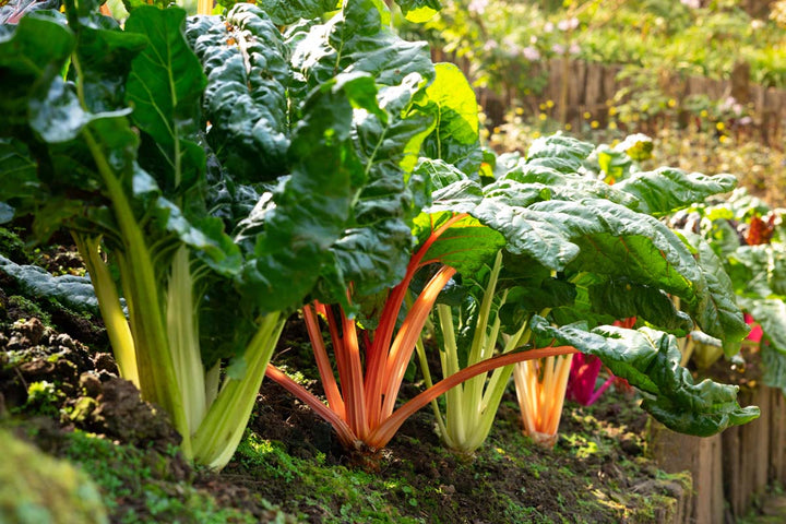 Mixed Chard Vegetable Seeds for Planting – Heirloom &amp; Non-GMO Seeds for Colorful, Nutritious Garden Greens