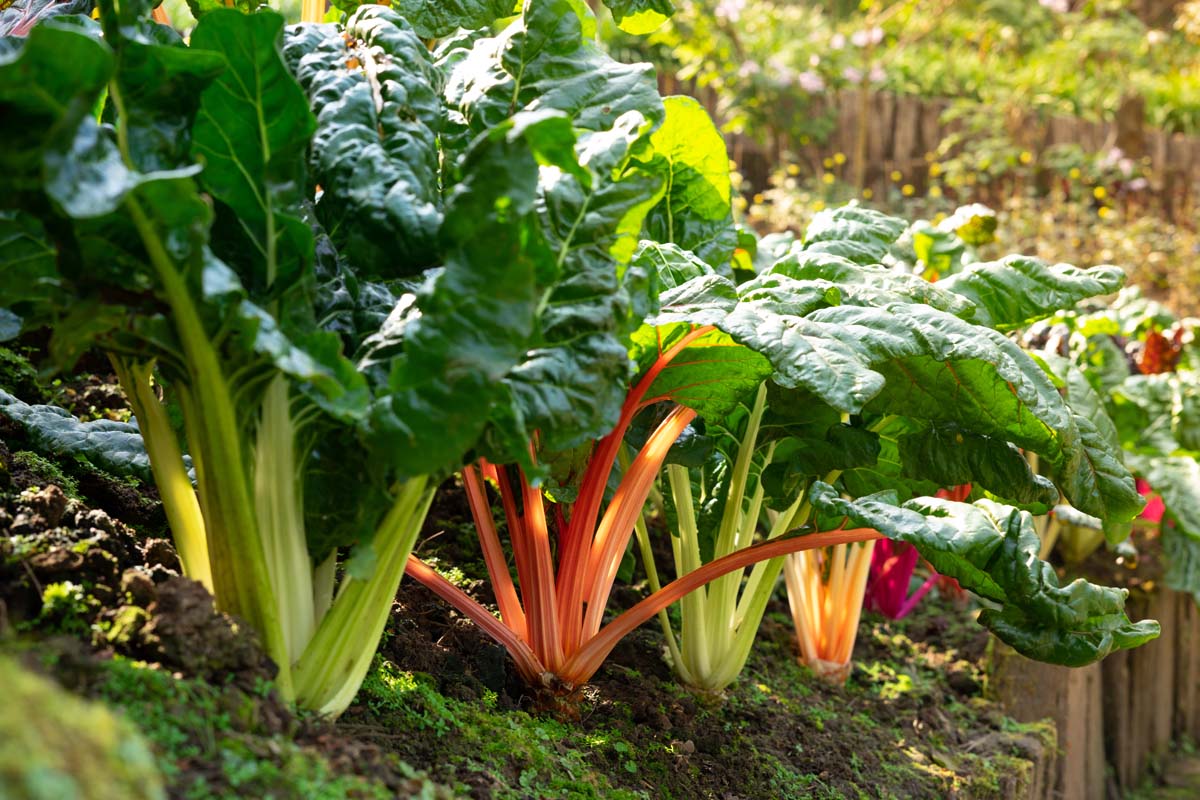 Mixed Swiss Chard Seeds for Planting – Heirloom Non-GMO Colorful Leafy Salad Vegetable Seeds with High Germination