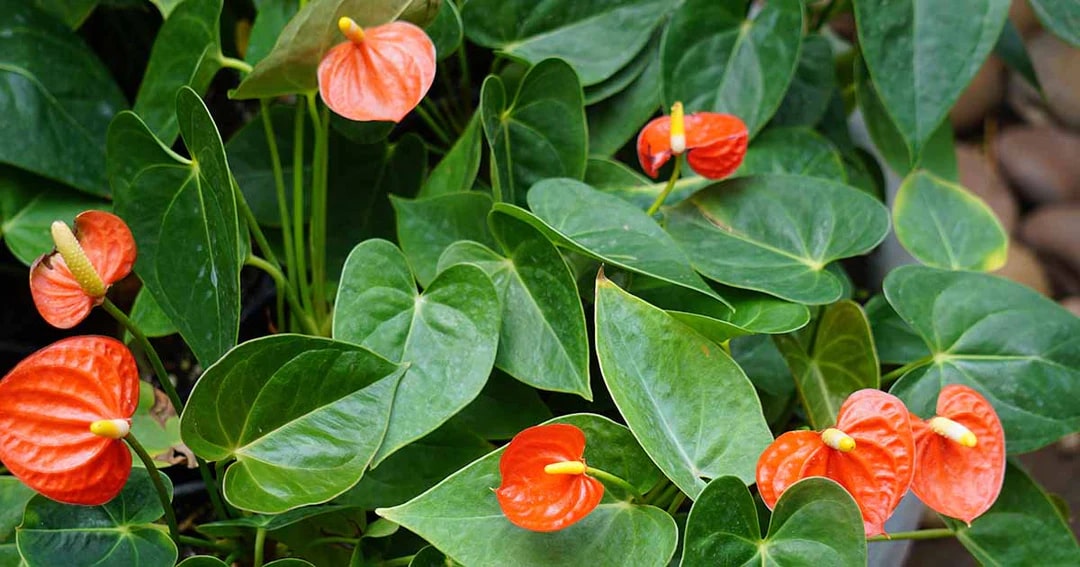 Heirloom Anthurium Flower Seeds for Planting – Shade Tolerant, Heirloom & Non-GMO Home Garden Seeds