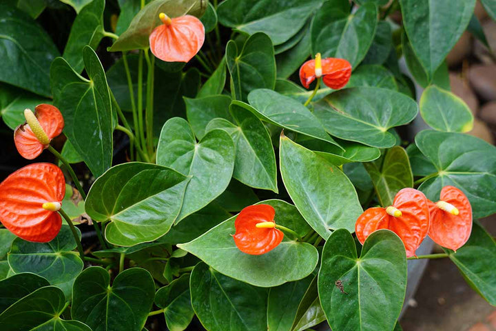 Anthurium Flower Seeds for Planting Orange Green – Compact Growth, Heirloom, Non-GMO, High Germination Organic Garden Seeds