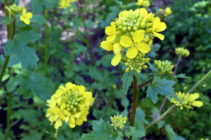 Green Plant Seeds for Planting – Heirloom & Non-GMO Garden Seeds