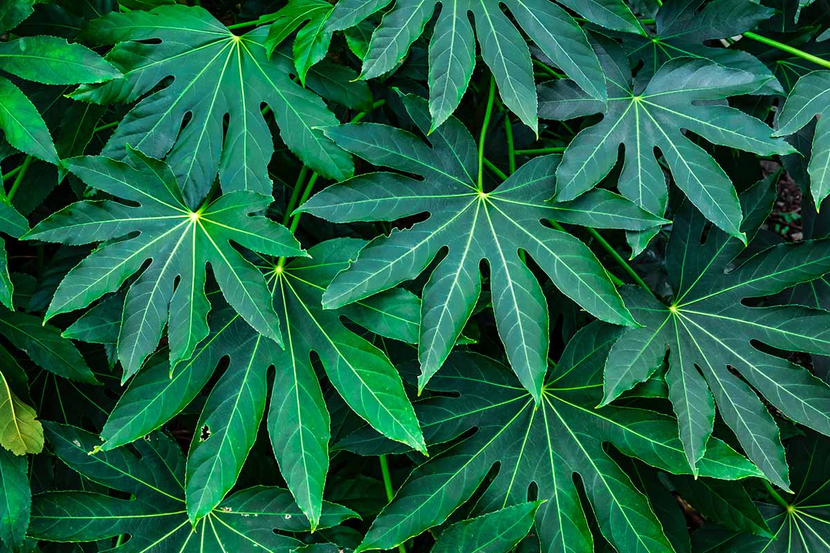 Green Fatsia Aralia Flower Seeds for Planting – Heirloom & Non-GMO Garden Seeds