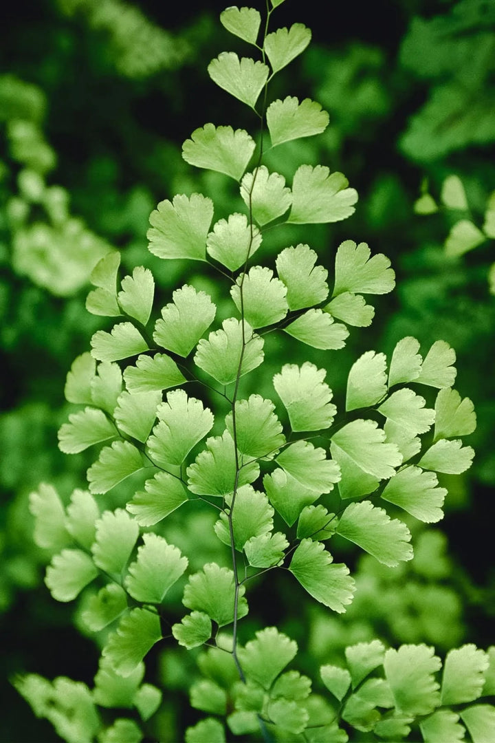 Green Maidenhair Flower Seeds for Planting – Heirloom, Non-GMO, High Germination