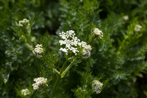 White Caraway Herb Seeds for Planting – Heirloom, Non-GMO, Organic Garden Seeds with High Germination Rate