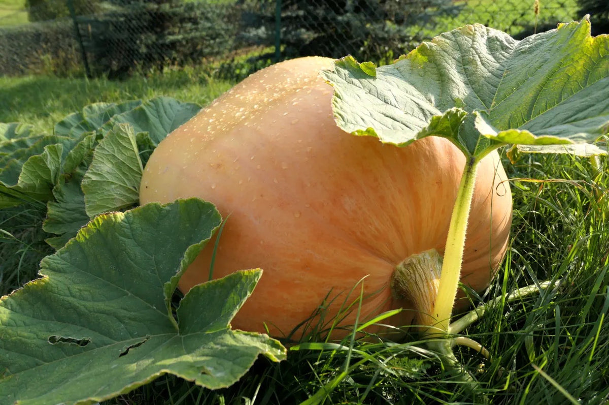 Brown Pumpkin Seeds for Planting – Heirloom Non-GMO Unique Fall Vegetable – Organic Garden Seeds, High Germination