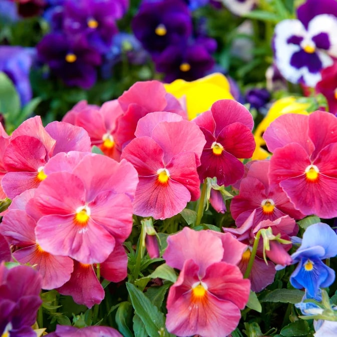 Pink Pansy Flower Seeds for Planting – Heirloom, Non-GMO, High Germination Organic Garden Seeds
