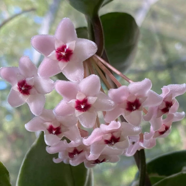 Cream Hoya Flower Seeds for Planting – Heirloom, Non-GMO, High Germination Compact Garden Seeds