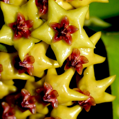 Yellow Red Hoya Flower Seeds for Planting Heirloom Non-GMO High Germination Organic Garden Seeds