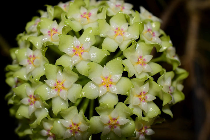 Green White Hoya Flower Seeds for Planting – Heirloom, Non-GMO, High Germination Organic Garden Seeds