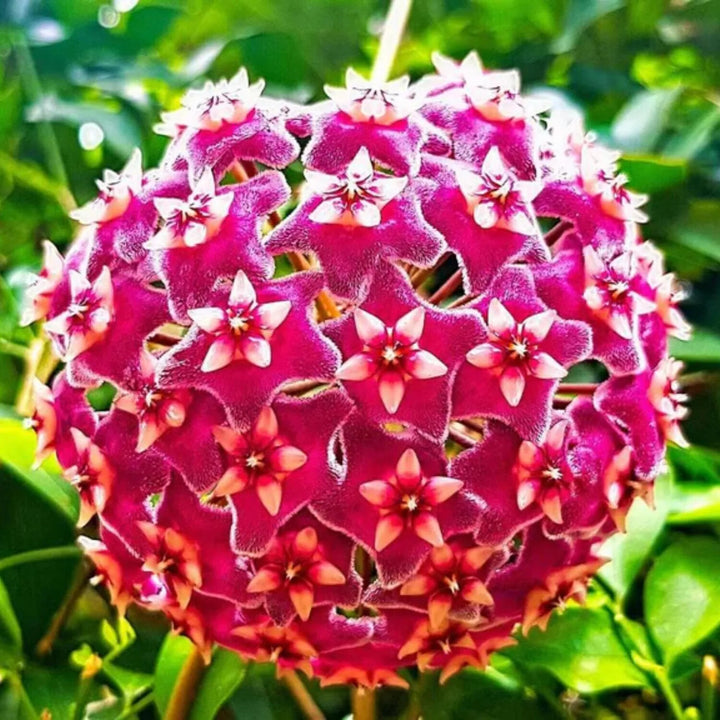 Hoya Flower Seeds for Planting – Heirloom Non-GMO, High Germination Organic Garden Seeds