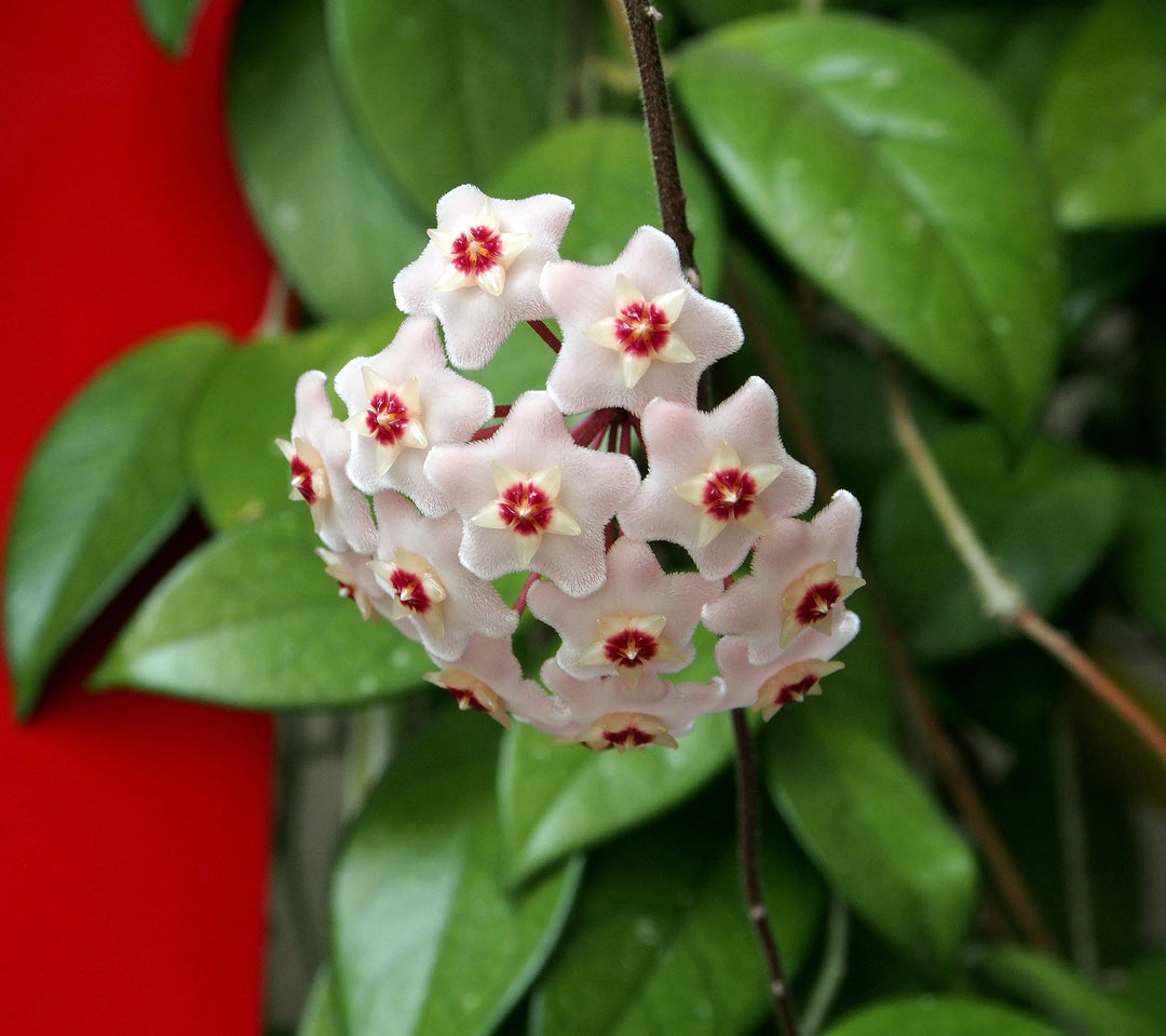 Red Cream Hoya Carnosa Flower Seeds for Planting | Heirloom Non-GMO High Germination Seeds