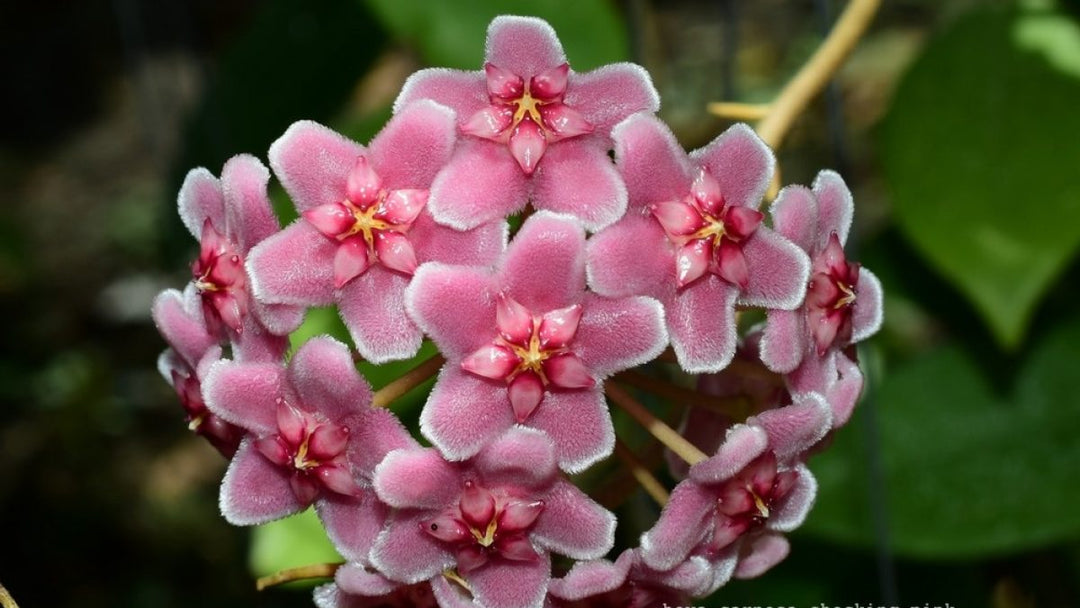 Pink Hoya Carnosa Flower Seeds for Planting – Heirloom, Non-GMO, High Germination Organic Garden Seeds