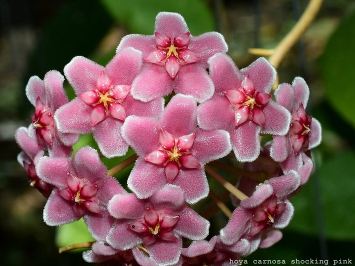 Pink Carnosa Flower Seeds for Planting – Heirloom, Non-GMO, Premium Quality, High Germination