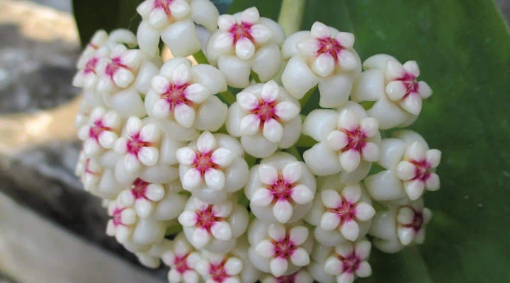 Lime Green Maroon Hoya Carnosa Flower Seeds for Planting – Heirloom, Non-GMO, High Germination Mix