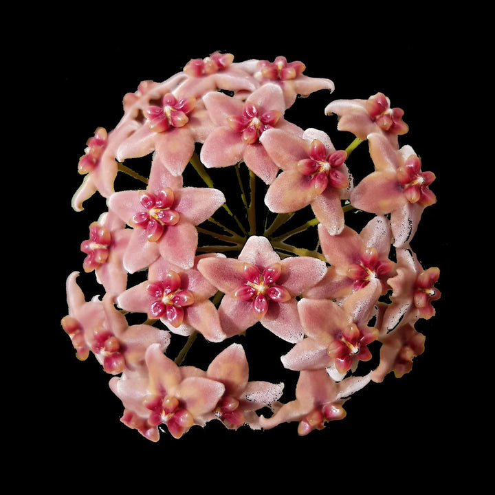 Peach Pink Carnosa Flower Seeds for Garden – Heirloom, Non-GMO, Vibrant Colors, High Germination