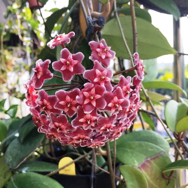 Maroon Red Hoya Flower Seeds for Planting – Heirloom, Non-GMO, High Germination Organic Garden Seeds