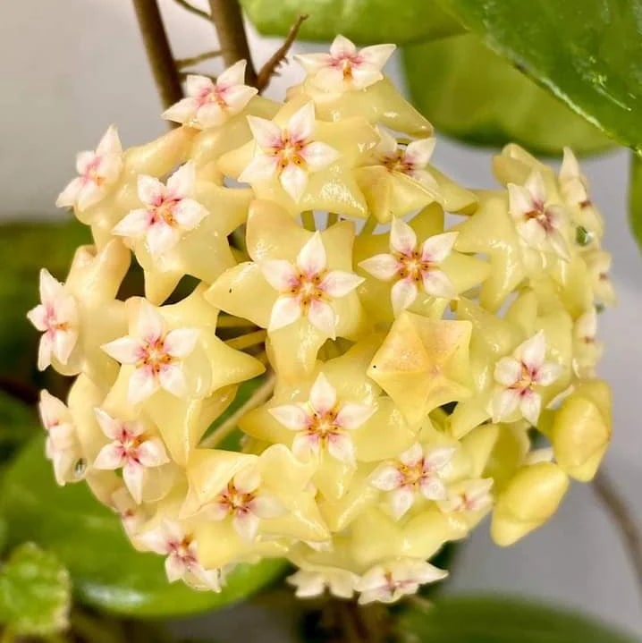Light Yellow Hoya Carnosa Flower Seeds for Planting – Heirloom, Non-GMO, Shade Tolerant, High Germination
