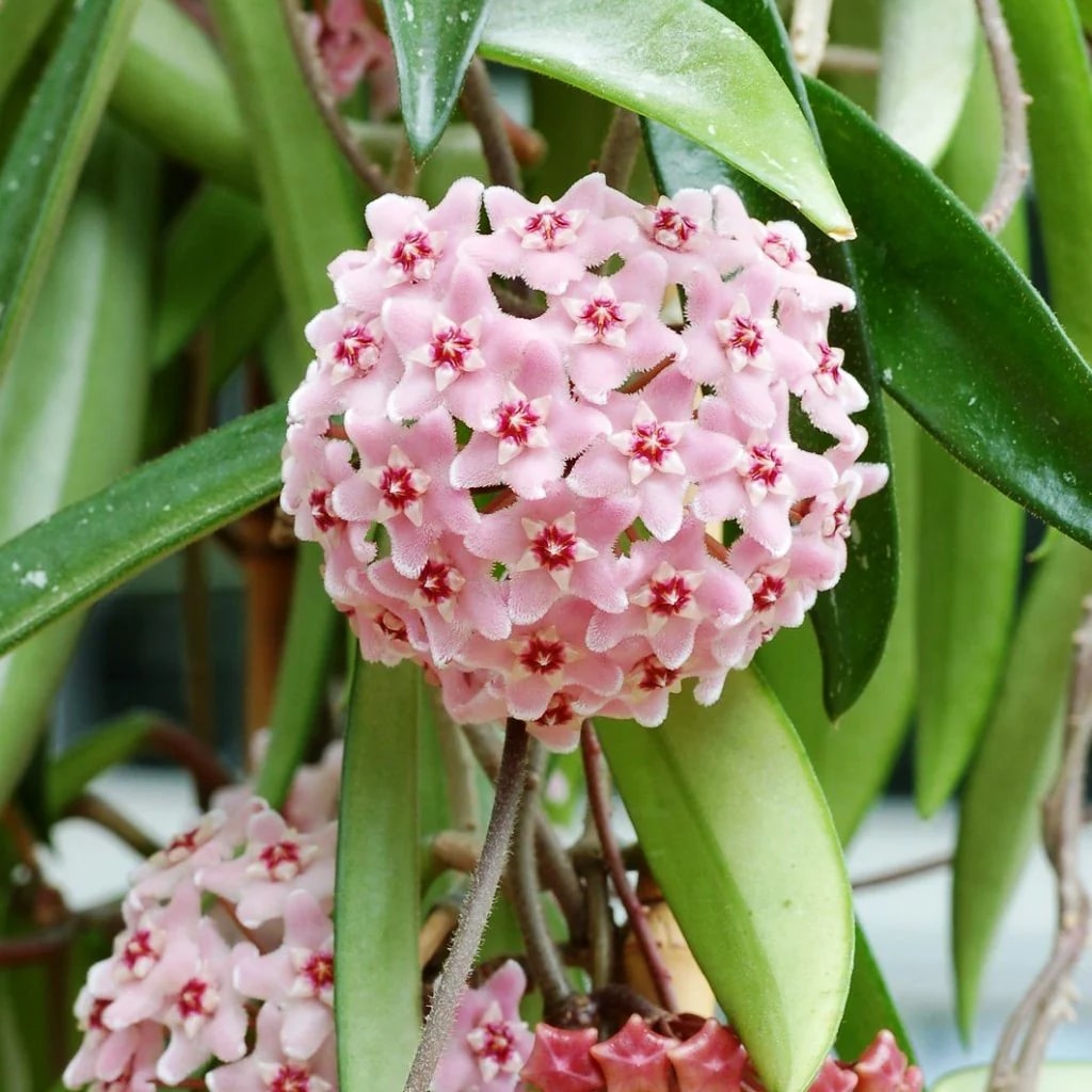Light Pink Carnosa Flower Seeds for Planting – Heirloom, Non-GMO, Compact Growth, High Germination