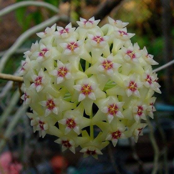 Green White Hoya Flower Seeds for Planting – Heirloom Non-GMO, High Germination Organic Garden Seeds