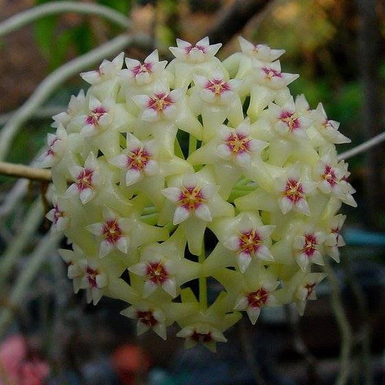 Lime Green Hoya Flower Seeds for Planting – Heirloom, Non-GMO, Pollinator Friendly High Germination Seeds