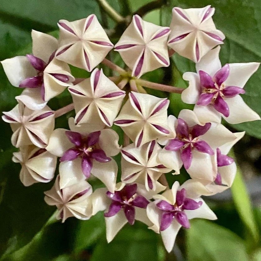 Purple White Hoya Carnosa Flower Seeds for Planting – Heirloom, Non-GMO, Wildflower Mix, High Germination Seeds