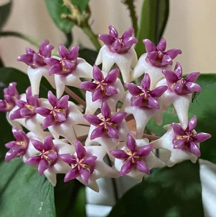 Purple White Hoya Carnosa Flower Seeds for Planting – Heirloom, Non-GMO, Wildflower Mix, High Germination Seeds