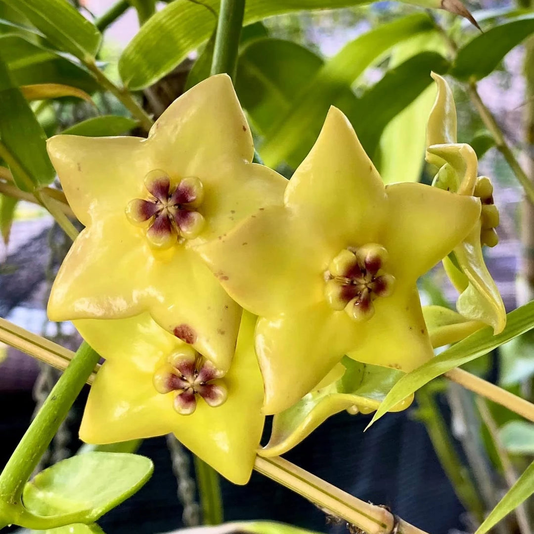 Dark Yellow Hoya Carnosa Flower Seeds for Planting – Vibrant Colors, Heirloom &amp; Non-GMO Organic Garden Seeds