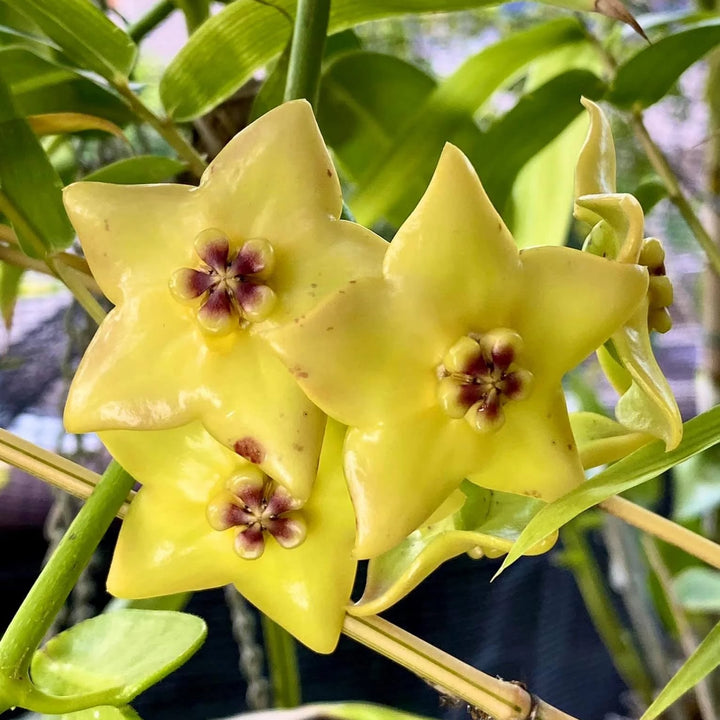 Yellow Hoya Flower Seeds for Planting – Heirloom, Non-GMO, High Germination Organic Garden Seeds