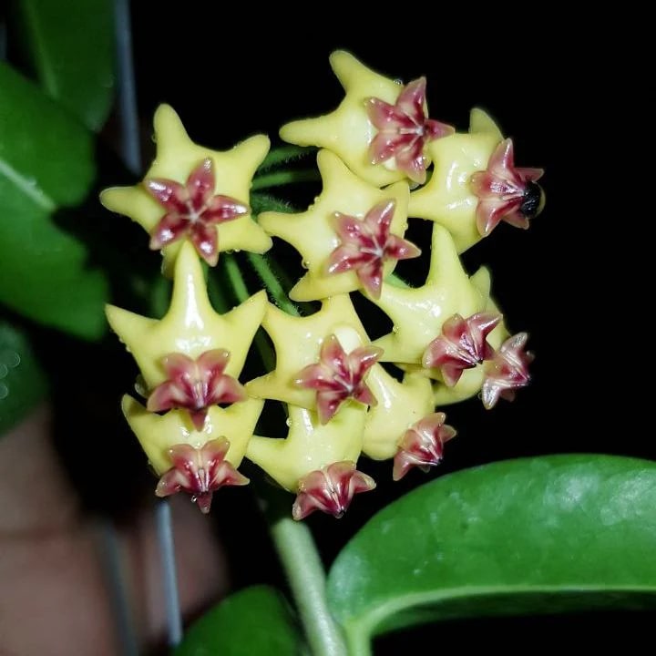 Dark Yellow Hoya Carnosa Flower Seeds for Planting – Vibrant Colors, H ...