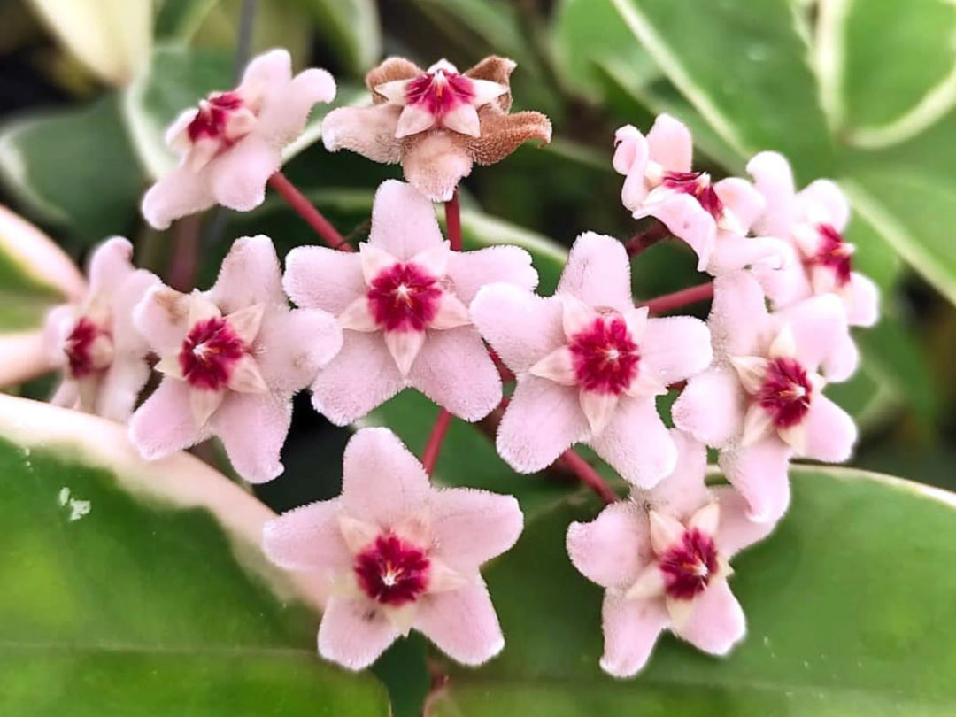 Cream Red Hoya Flower Seeds for Planting – Heirloom, Non-GMO, High Germination Organic Garden Seeds