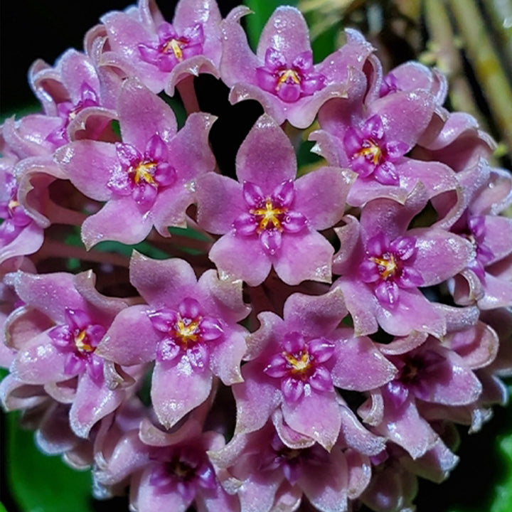 Violet Hoya Flower Seeds for Planting – Cottage Garden Essential, Heirloom, Non-GMO Seeds
