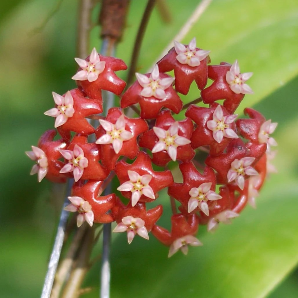 Light Red Hoya Flower Seeds for Planting – Heirloom, Non-GMO, Seasonal Bloomer, High Germination