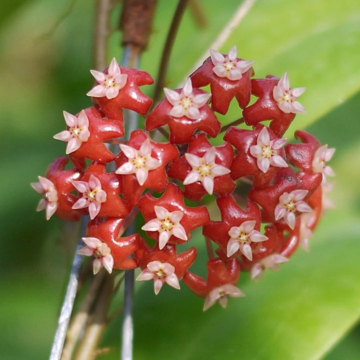 Light Red Hoya Flower Seeds for Planting – Heirloom, Non-GMO, Seasonal Bloomer, High Germination