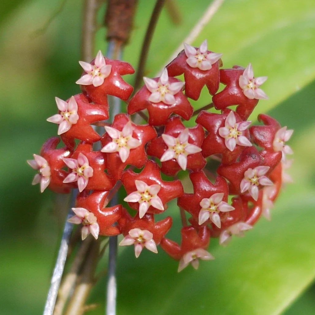 Red Hoya Flower Seeds for Planting – Hardy Variety, Heirloom & Non-GMO Organic Garden Seeds