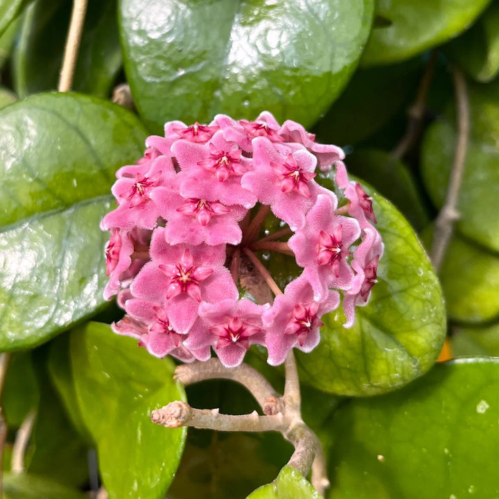 Dark Pink Hoya Flower Seeds for Planting – Heirloom, Non-GMO, High Germination Organic Garden Seeds